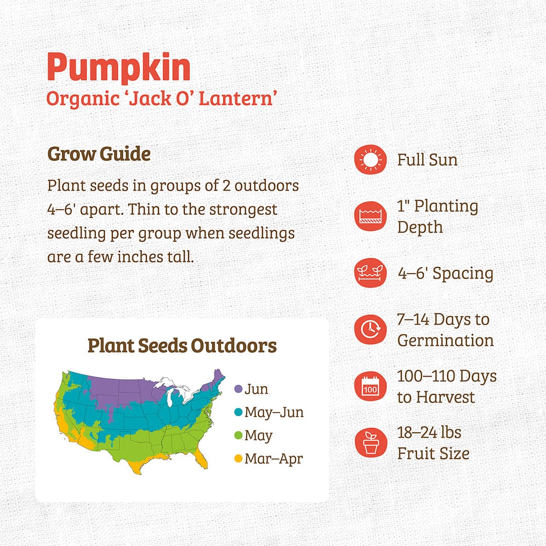 Organic 'Jack O' Lantern' pumpkin seeds growing guide with planting depth, spacing, and harvest details. - Organic Pumpkin Seeds — 'Jack O' Lantern' - Default Title - Back to the Roots