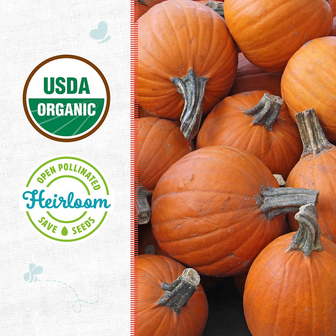Bright orange small sugar pumpkins with greenish-gray stems arranged closely together. - Organic Pumpkin Seeds — 'Small Sugar' - Default Title - Back to the Roots