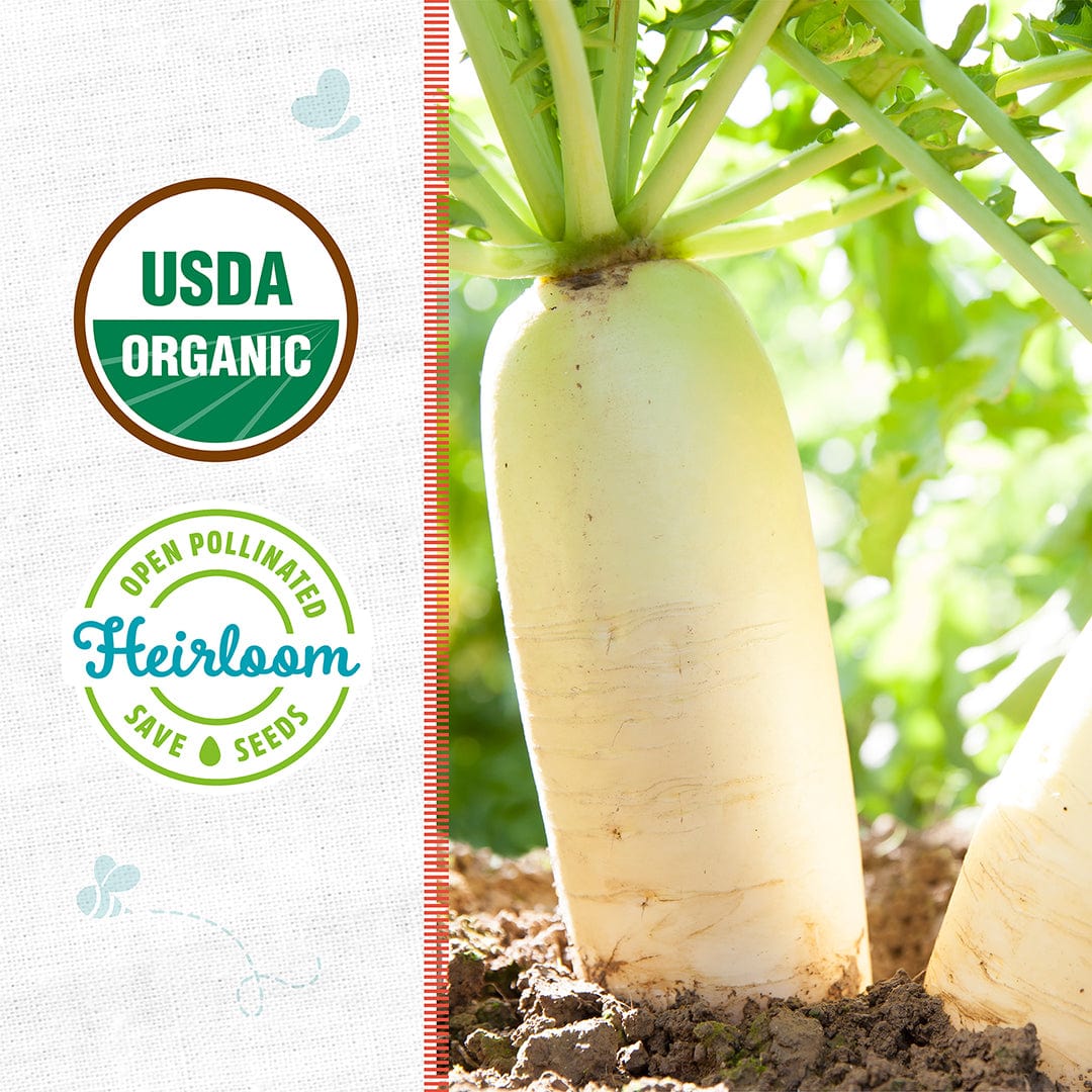 White daikon radish growing in soil with green leafy tops, USDA Organic and Heirloom labels visible. - Organic Radish Seeds — 'Daikon' - Default Title - Back to the Roots