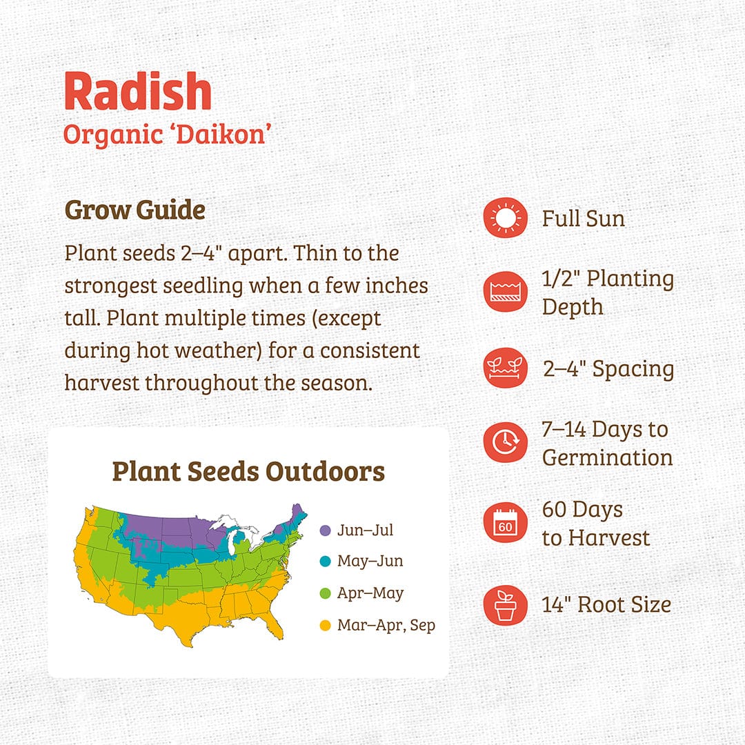 Organic Daikon radish seed packet with planting guide and growth information on orange and white background. - Organic Radish Seeds — 'Daikon' - Default Title - Back to the Roots