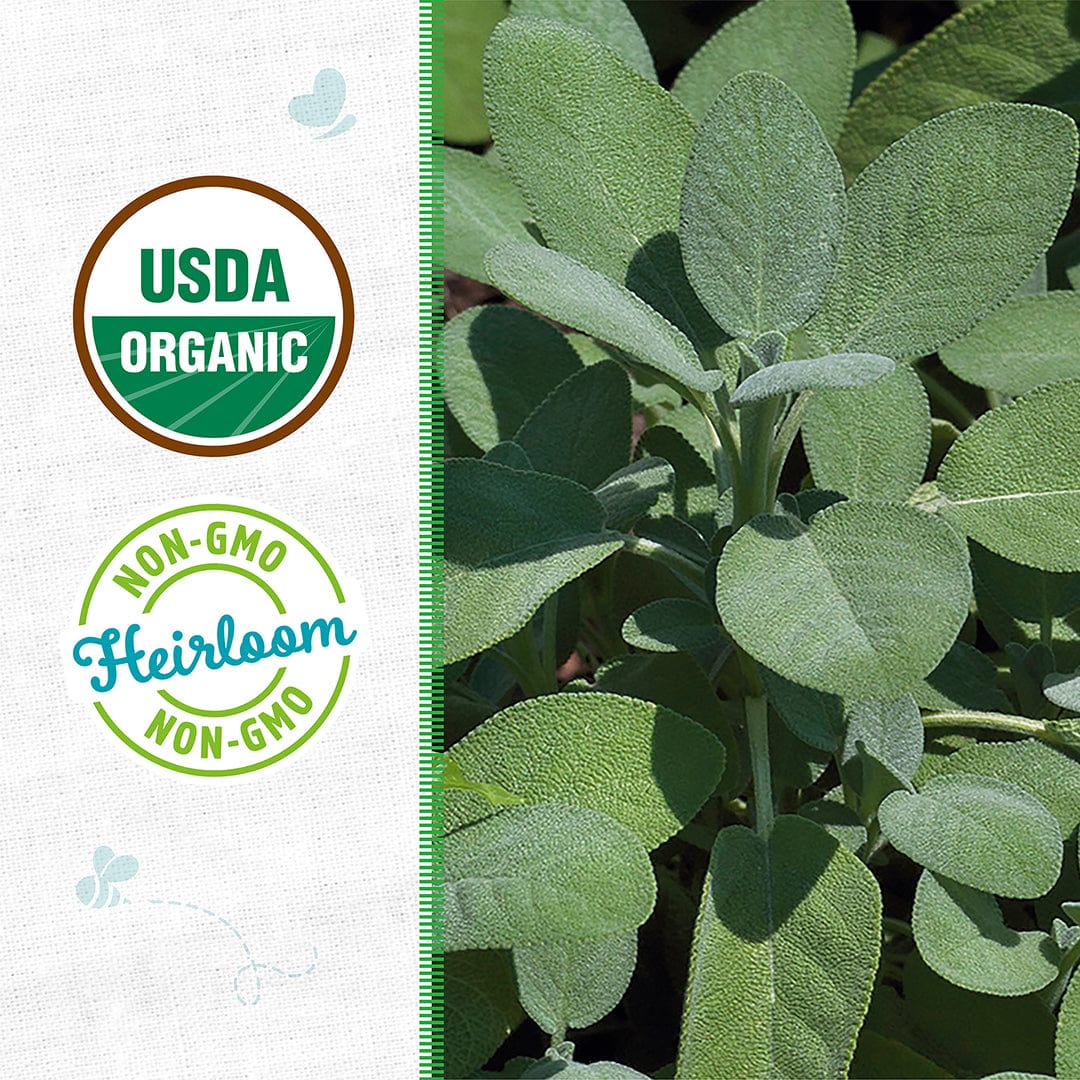 Close-up of Back to the Roots Organic Sage Seeds — 'Broadleaf', featuring USDA Organic and Non-GMO Heirloom badges on a light background—ideal for planning with your grow calendar tool.