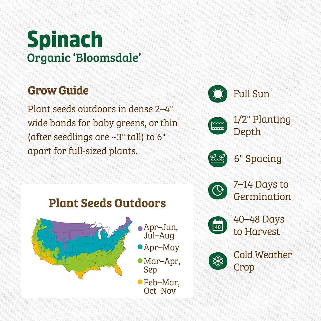 Infographic for growing Back to the Roots Organic Spinach Seeds—'Bloomsdale': planting guide, outdoor seeding map, sunlight, depth, spacing, germination and harvest days, cold tolerance. Ideal cool-season crop for tender baby spinach leaves.