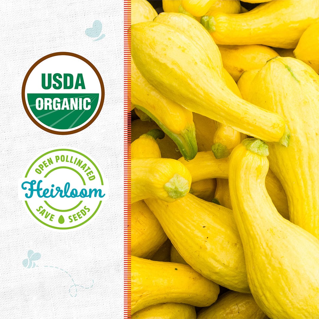 Bright yellow crookneck squash piled together, showing smooth skin and curved necks. - Organic Squash Seeds — 'Crookneck' - Default Title - Back to the Roots