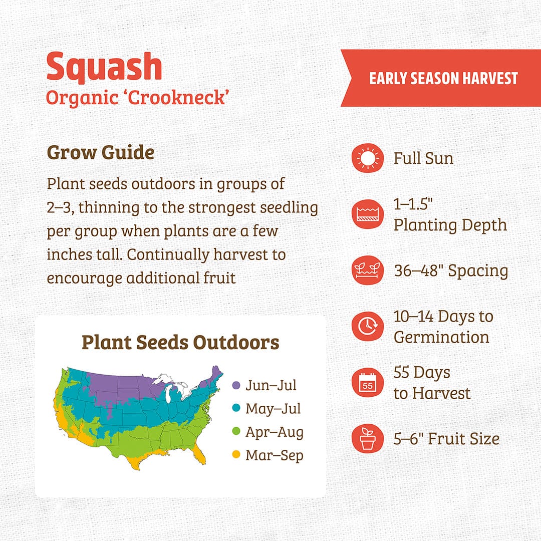 Organic Crookneck squash seed packet with planting guide and early harvest details. - Organic Squash Seeds — 'Crookneck' - Default Title - Back to the Roots