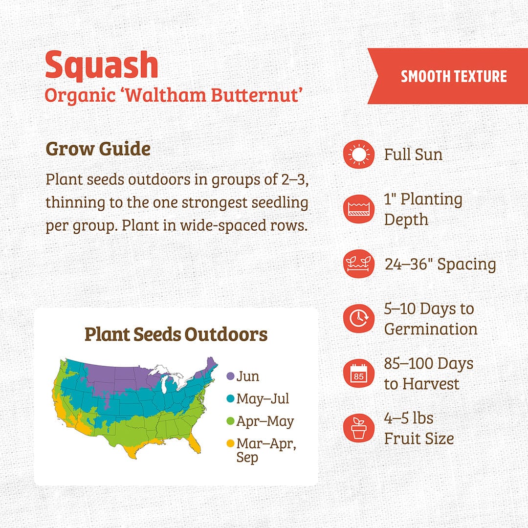 Organic Waltham Butternut squash seed packet with planting guide and growth details on white background. - Organic Squash Seeds — 'Waltham Butternut' - Default Title - Back to the Roots