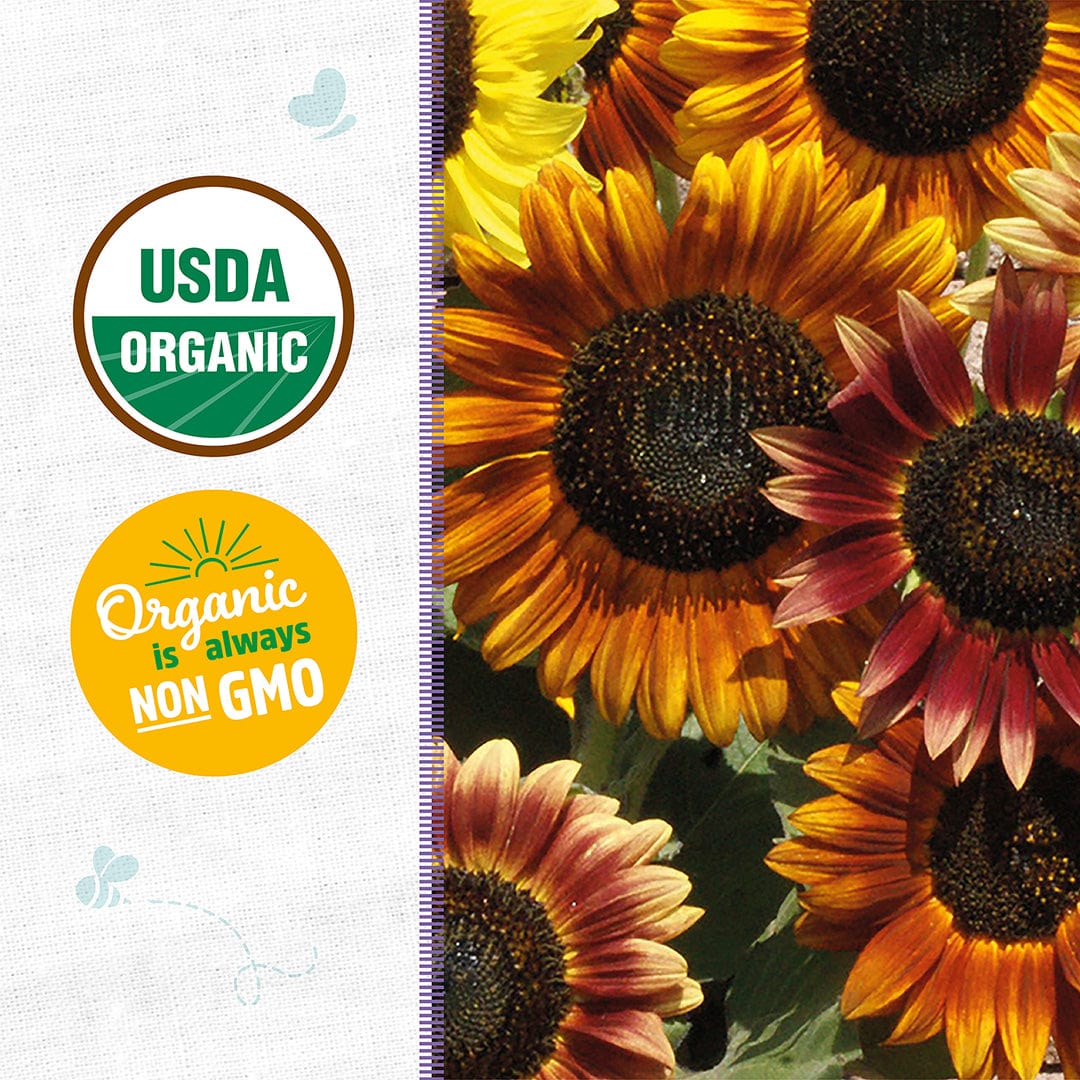 Bright yellow and deep red sunflower blooms with dark centers in close-up. - Organic Sunflower Seeds — 'Autumn Beauty' - Default Title - Back to the Roots