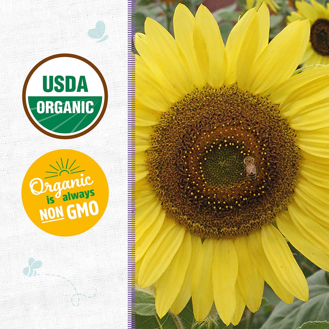 Bright yellow Lemon Queen sunflower with large brown seed-filled center next to USDA organic and non-GMO badges. - Organic Sunflower Seeds — 'Lemon Queen' - Default Title - Back to the Roots