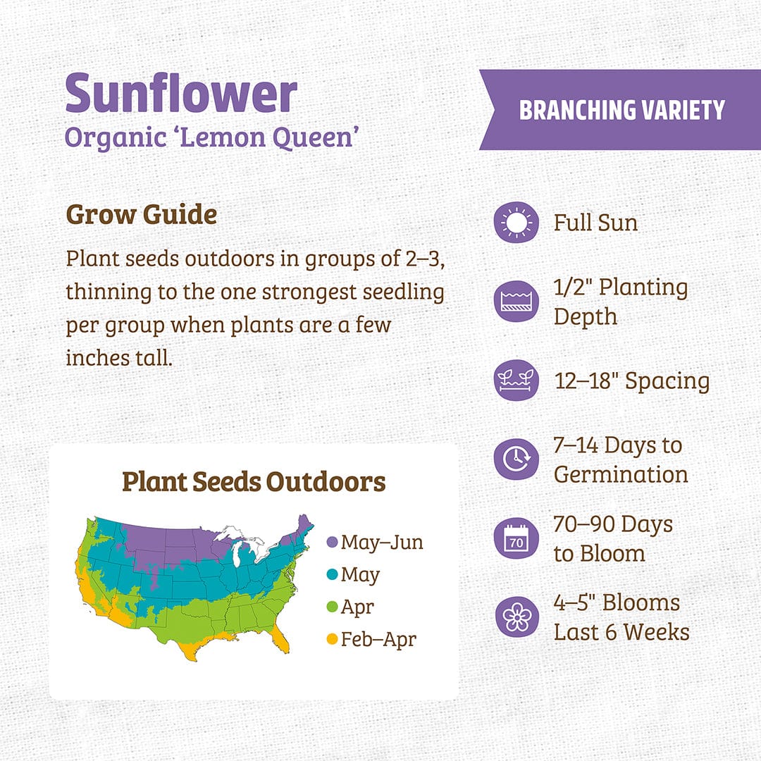 Organic Sunflower 'Lemon Queen' growing instructions with planting depth, spacing, and bloom details. - Organic Sunflower Seeds — 'Lemon Queen' - Default Title - Back to the Roots