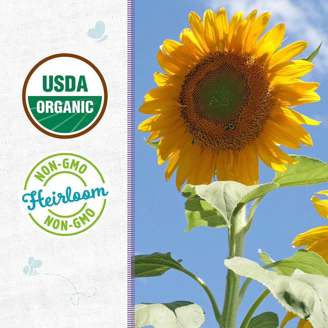 Bright yellow Mammoth Grey Stripe sunflower with large dark green center against blue sky with organic and non-GMO labels on . - Organic Sunflower Seeds — 'Mammoth Grey Stripe' - Default Title - Back to the Roots