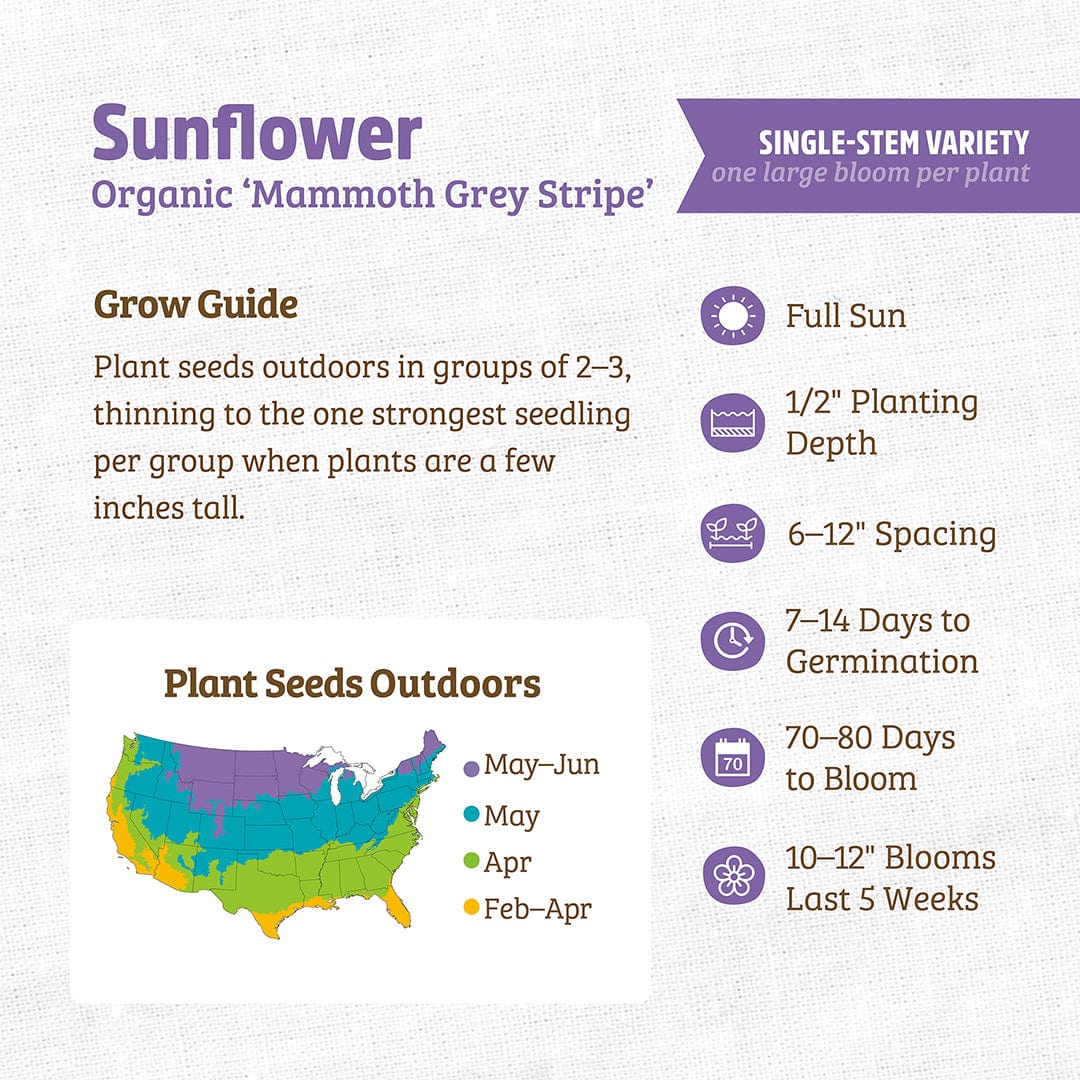 Organic Mammoth Grey Stripe sunflower seed packet with planting and growing guide details. - Organic Sunflower Seeds — 'Mammoth Grey Stripe' - Default Title - Back to the Roots