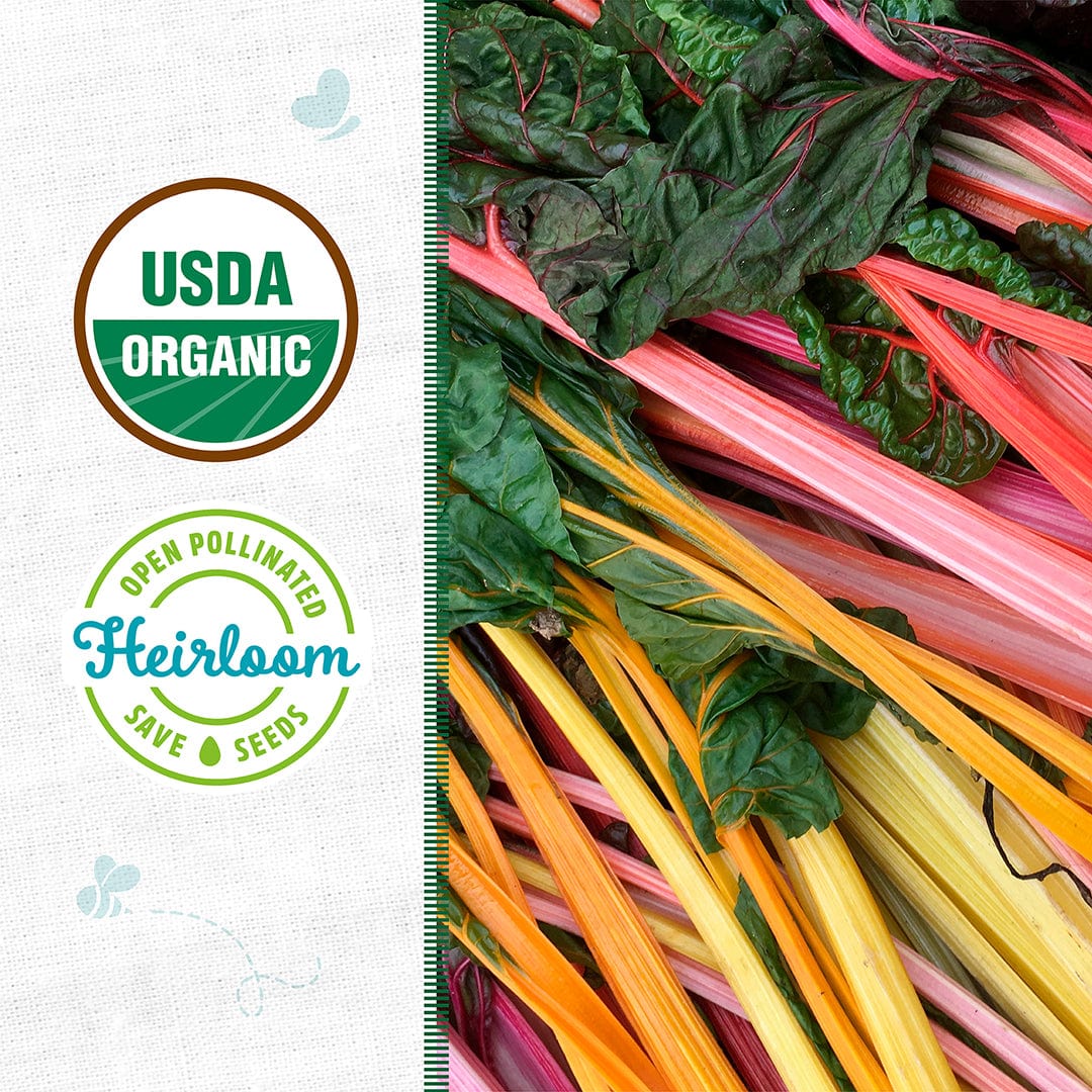 Bright rainbow Swiss chard leaves with vibrant red, pink, yellow, and orange stems. - Organic Swiss Chard Seeds — 'Rainbow Mix' - Default Title - Back to the Roots