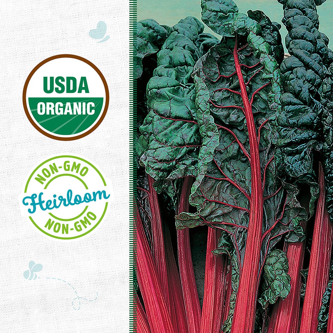 Organic Swiss chard leaves with vibrant ruby red stems and dark green crinkled foliage. - Organic Swiss Chard Seeds — 'Ruby Red' - Default Title - Back to the Roots