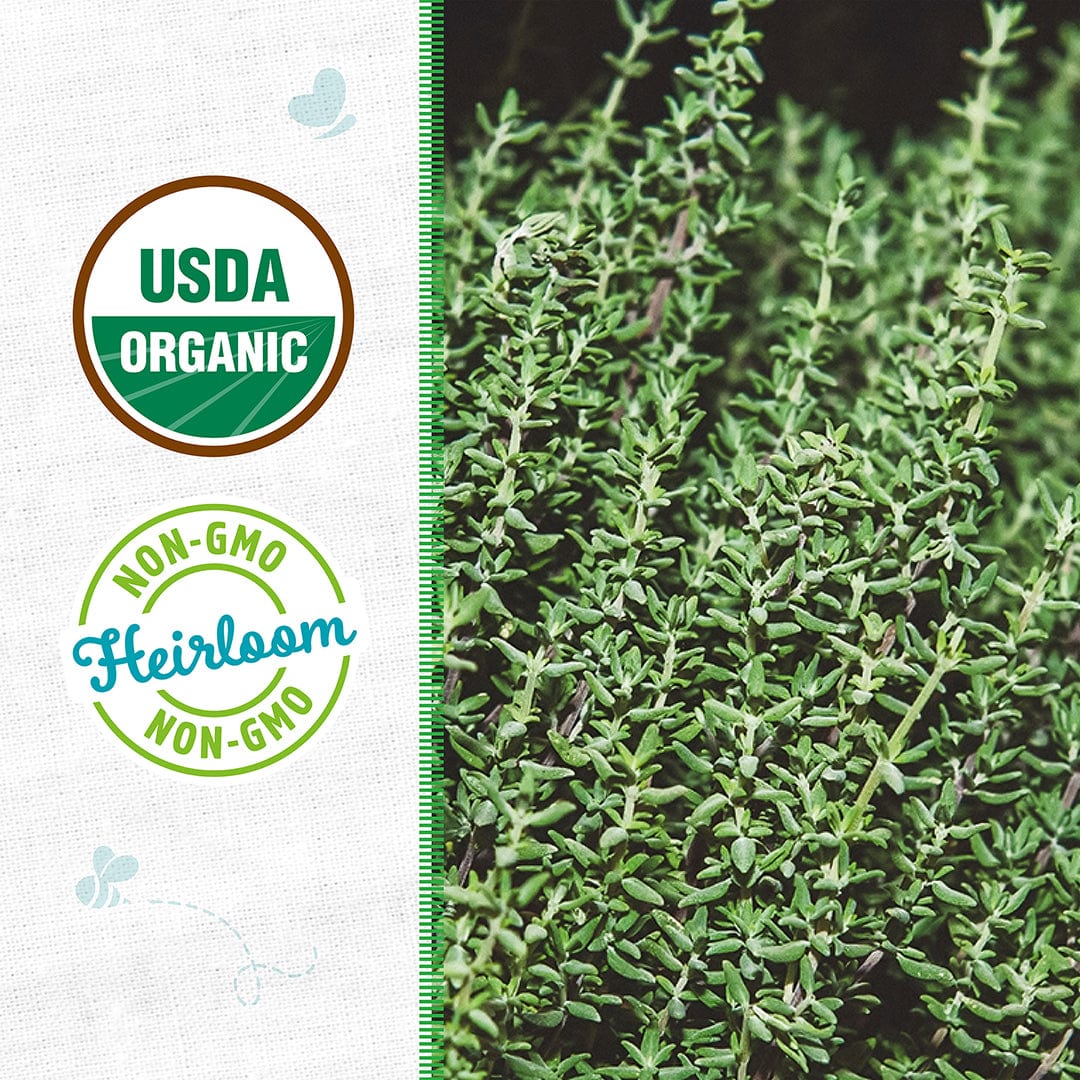 Rows of lush green English thyme plants growing densely in soil. - Organic Thyme Seeds — 'English' - Default Title - Back to the Roots