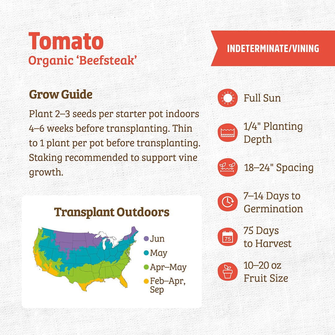Organic Beefsteak tomato seed packet with growing guide and transplant map on white background. - Organic Tomato Seeds — 'Beefsteak' - Default Title - Back to the Roots