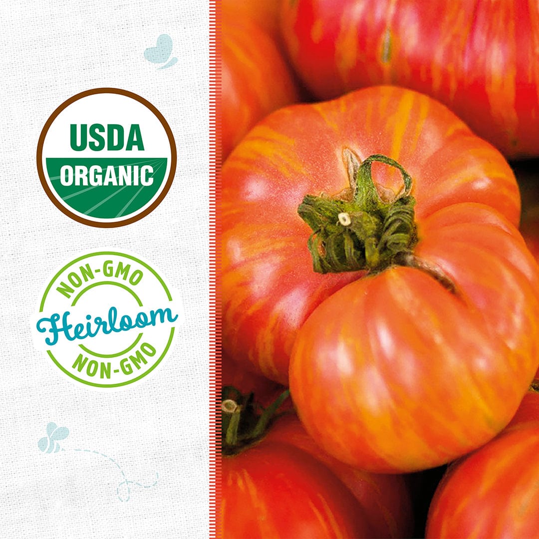 Close-up of large, heirloom-style tomatoes with red and yellow striped skin and green stems. - Organic Tomato Seeds — 'Big Rainbow' - Default Title - Back to the Roots