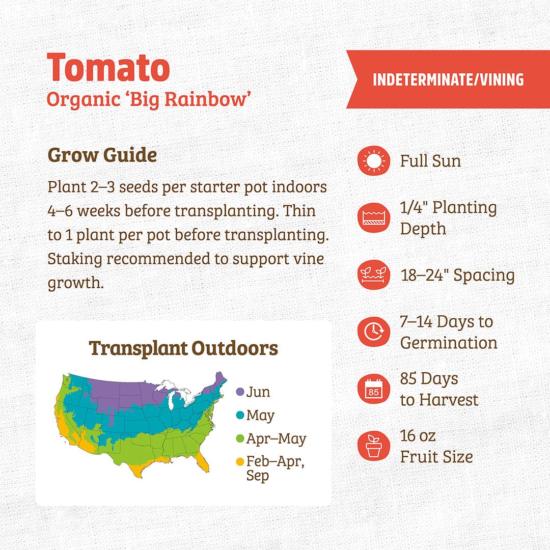 Packet of Organic Big Rainbow tomato seeds with colorful tomatoes illustration and growing instructions on white background. - Organic Tomato Seeds — 'Big Rainbow' - Default Title - Back to the Roots