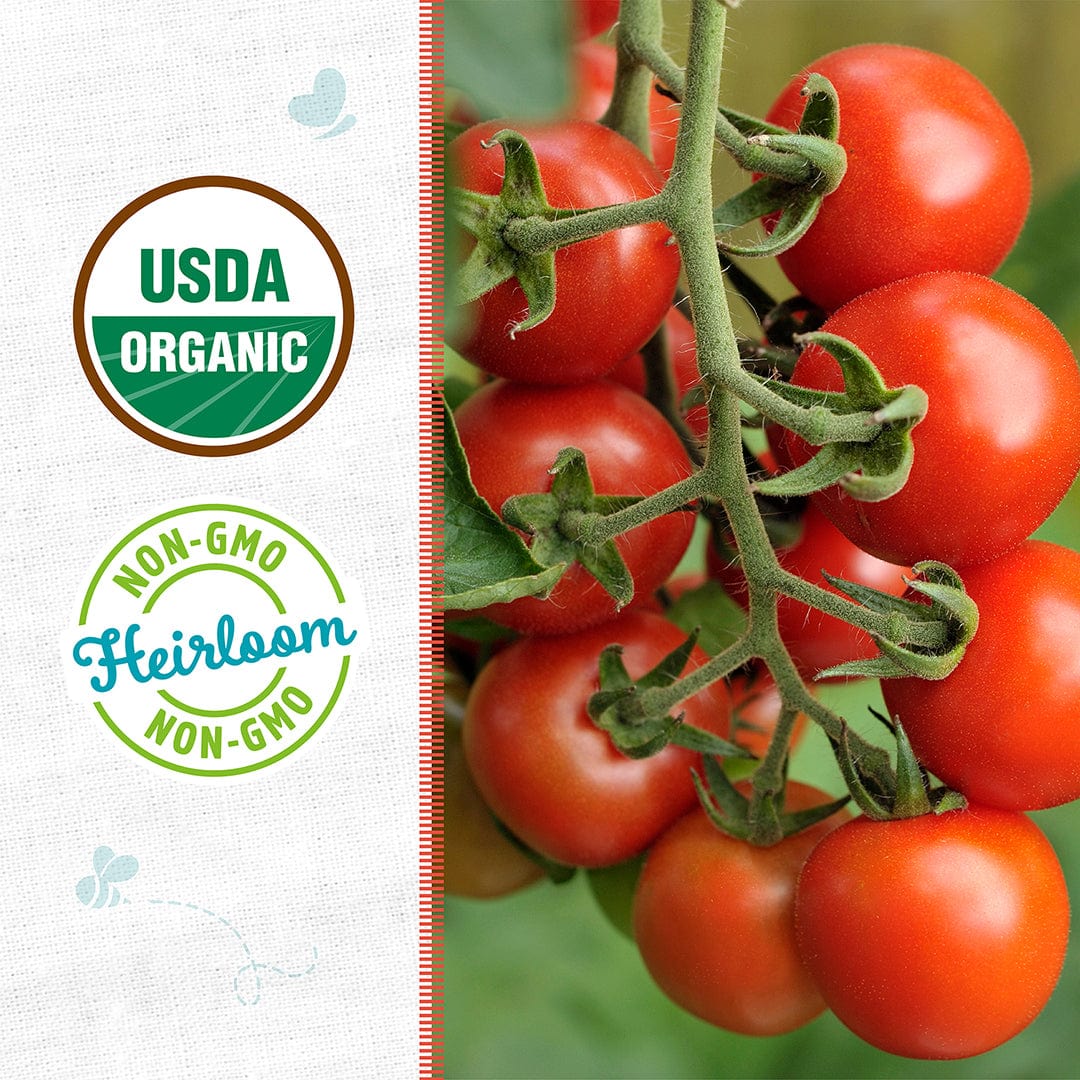 Cluster of ripe red cherry tomatoes on green vine with USDA Organic and Non-GMO badges on white background. - Organic Tomato Seeds — 'Red Cherry' - Default Title - Back to the Roots