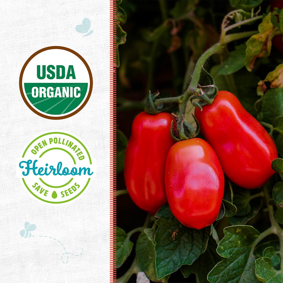 Cluster of ripe red San Marzano tomatoes hanging on vine with green leaves and USDA Organic and Heirloom seed badges on left . - Organic Tomato Seeds — 'San Marzano' - Default Title - Back to the Roots