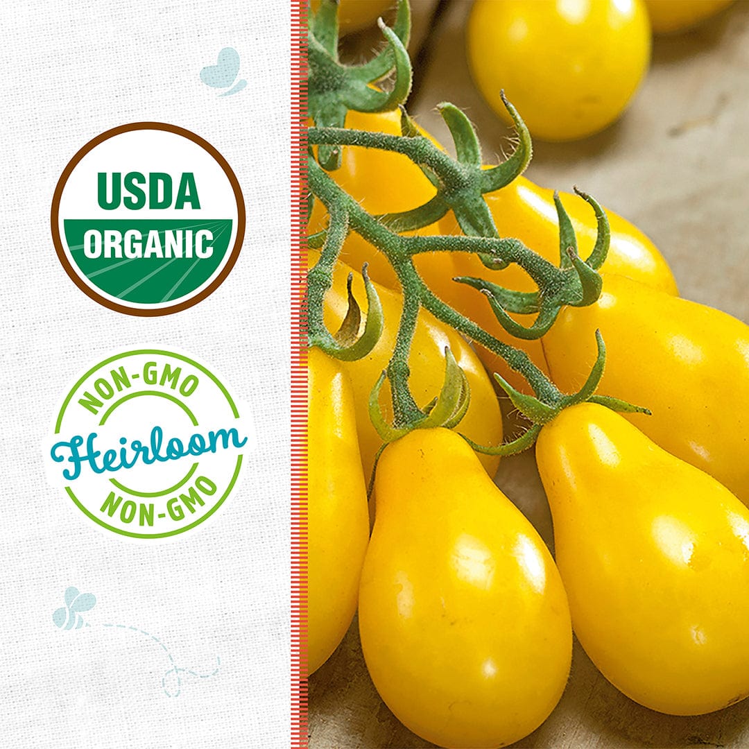 Cluster of vibrant yellow pear-shaped tomatoes on green vine next to organic and non-GMO labels. - Organic Tomato Seeds — 'Yellow Pear' - Default Title - Back to the Roots