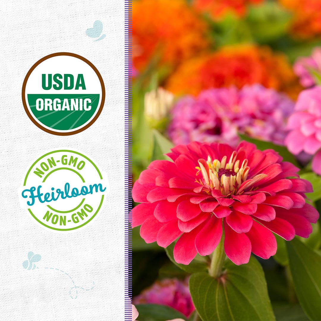 Bright pink zinnia flowers with green leaves and blurred colorful blooms in background, USDA organic and non-GMO labels on. - Organic Zinnia Seeds — 'California Giants' - Default Title - Back to the Roots
