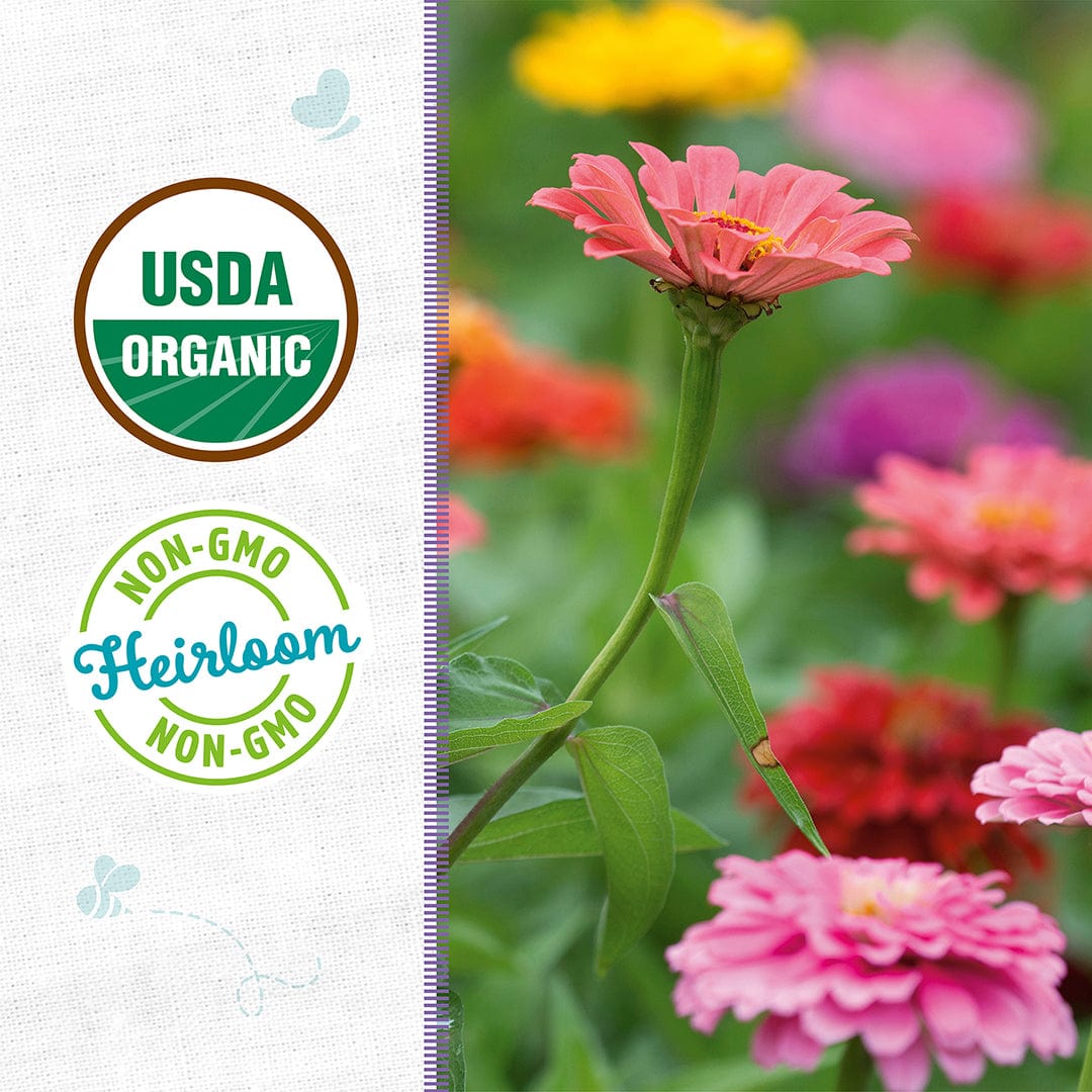Bright pink and orange zinnia flowers with green stems and leaves in a garden setting. - Organic Zinnia Seeds — 'Cut and Come Again' - Default Title - Back to the Roots