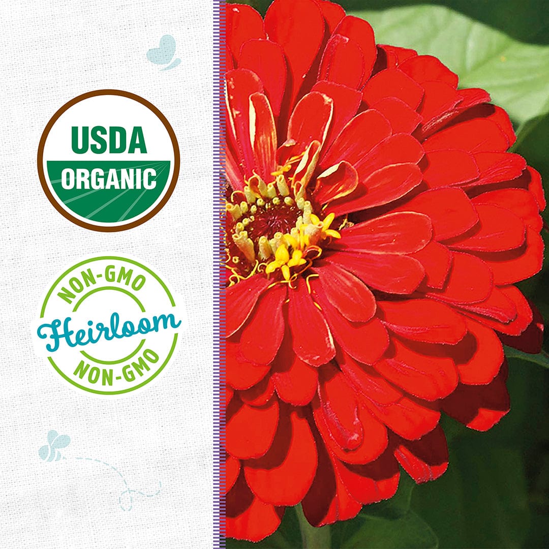 Bright red Zinnia flower with layered petals and yellow center against green leaves background. - Organic Zinnia Seeds — 'Red Beauty' - Default Title - Back to the Roots
