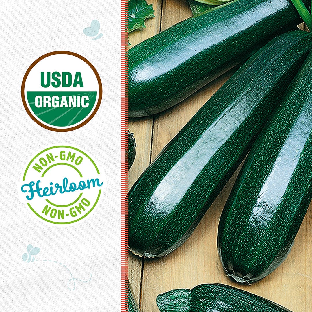 Three glossy dark green zucchinis with smooth skin on a wooden surface next to USDA Organic and Heirloom Non-GMO labels. - Organic Zucchini Seeds — 'Black' - Default Title - Back to the Roots
