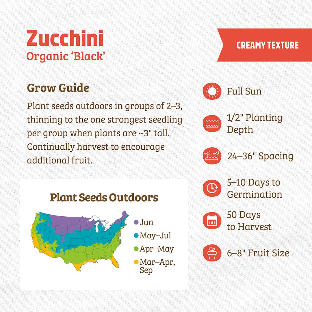 Organic zucchini seeds packet with planting guide and growth timeline details. - Organic Zucchini Seeds — 'Black' - Default Title - Back to the Roots