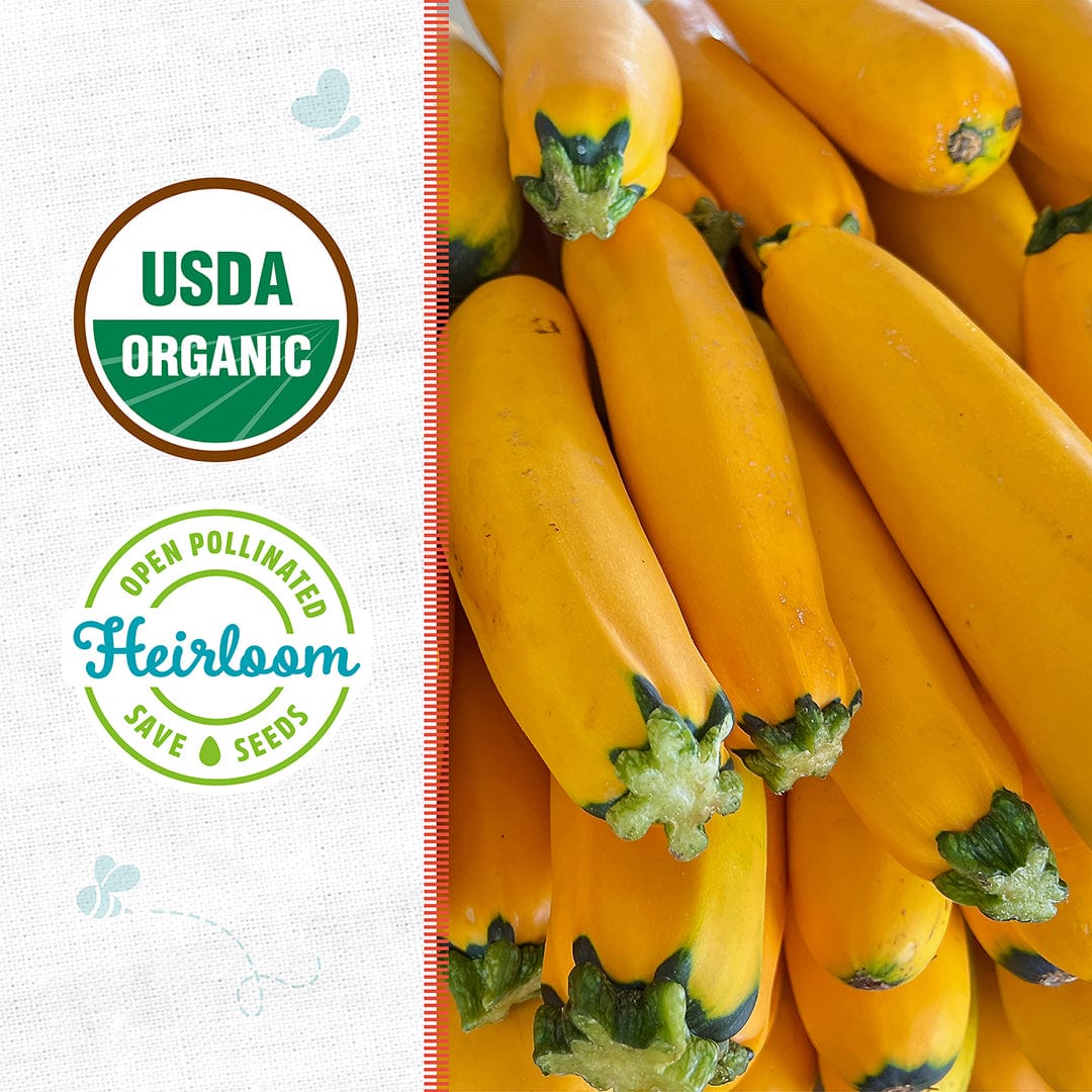 Bright golden yellow zucchinis with green stems clustered together on a white background. - Organic Zucchini Seeds — 'Golden' - Default Title - Back to the Roots