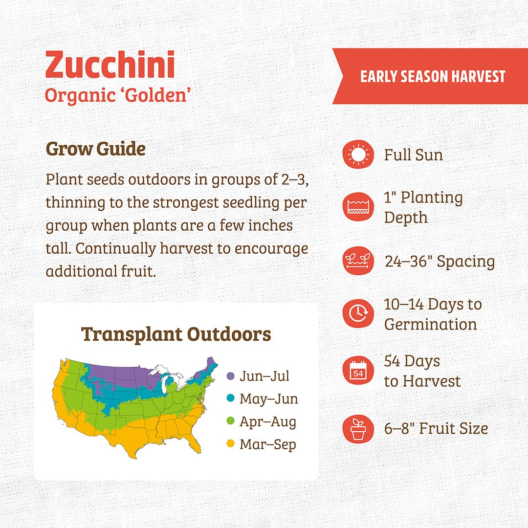 Organic Golden zucchini seeds packet with planting and care instructions on back. - Organic Zucchini Seeds — 'Golden' - Default Title - Back to the Roots