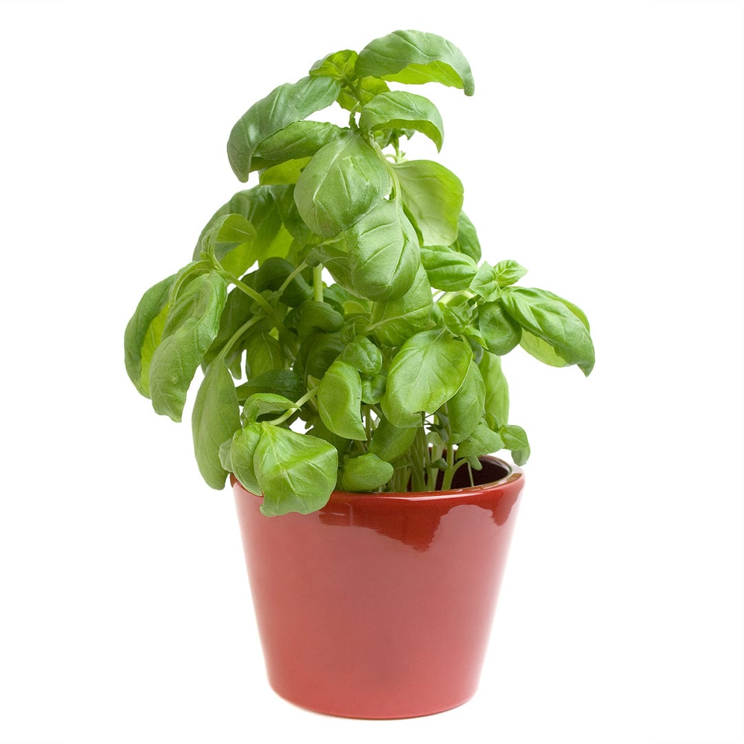 Lush green basil plant with vibrant leaves in a red ceramic pot. - Organic Basil Seeds — 'Sweet' - Default Title - Back to the Roots