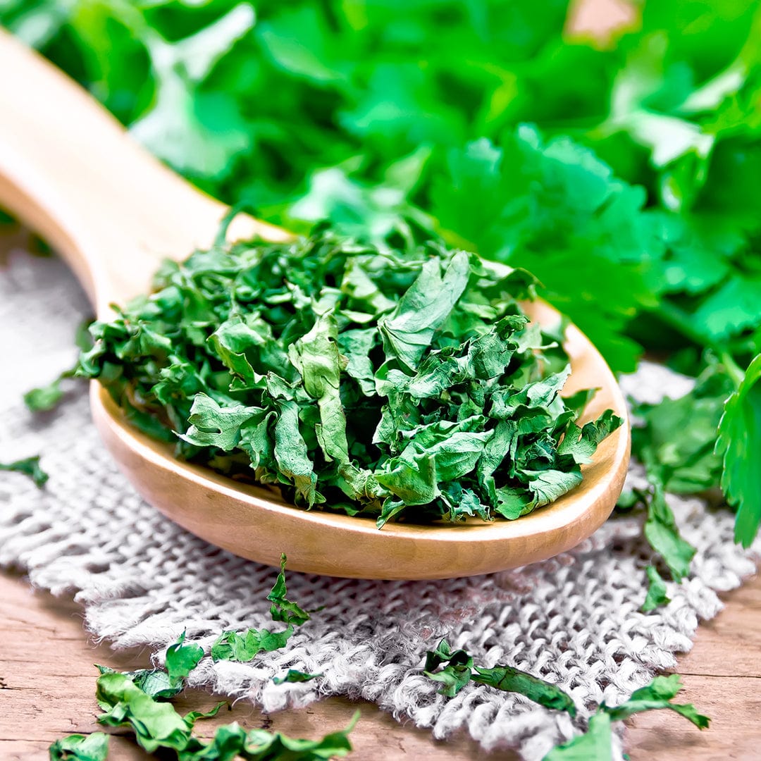 A wooden spoon holds dried parsley on burlap, with fresh parsley behind—showing that cool-weather herbs like cilantro also thrive. Grow your own with Back to the Roots’ Organic Cilantro Seeds (‘Slow Bolting’).