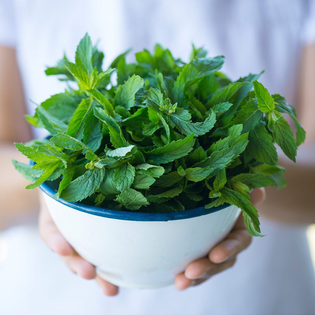Fresh green peppermint leaves in a white bowl held by hands against a blurred background. - Organic Mint Seeds — 'Peppermint' - Default Title - Back to the Roots