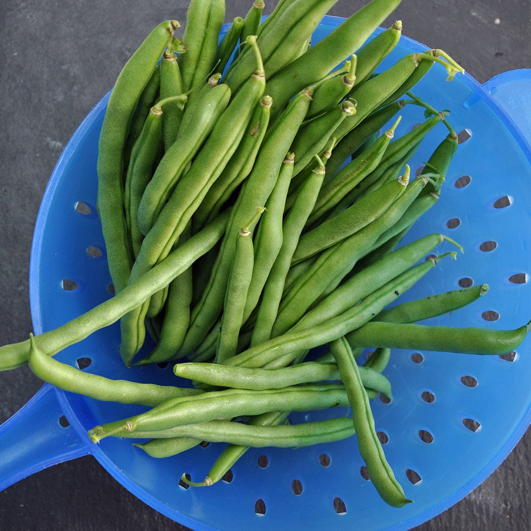 Fresh blue lake bush green beans piled in a blue perforated colander. - Organic Bean Seeds — 'Blue Lake Bush Green' - Default Title - Back to the Roots