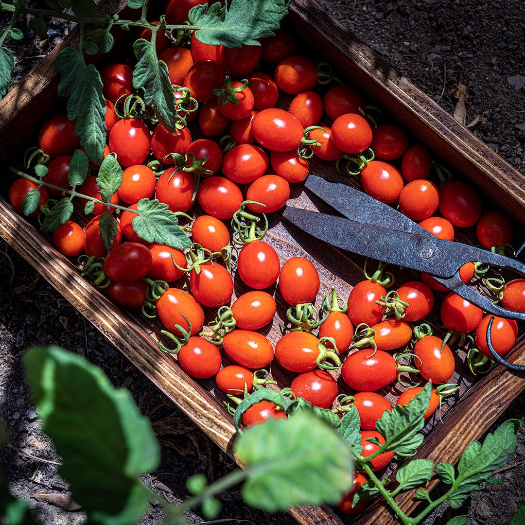 Bright red cherry tomatoes with green stems in a wooden crate alongside garden scissors on soil background. - Organic Tomato Seeds — 'Red Cherry' - Default Title - Back to the Roots