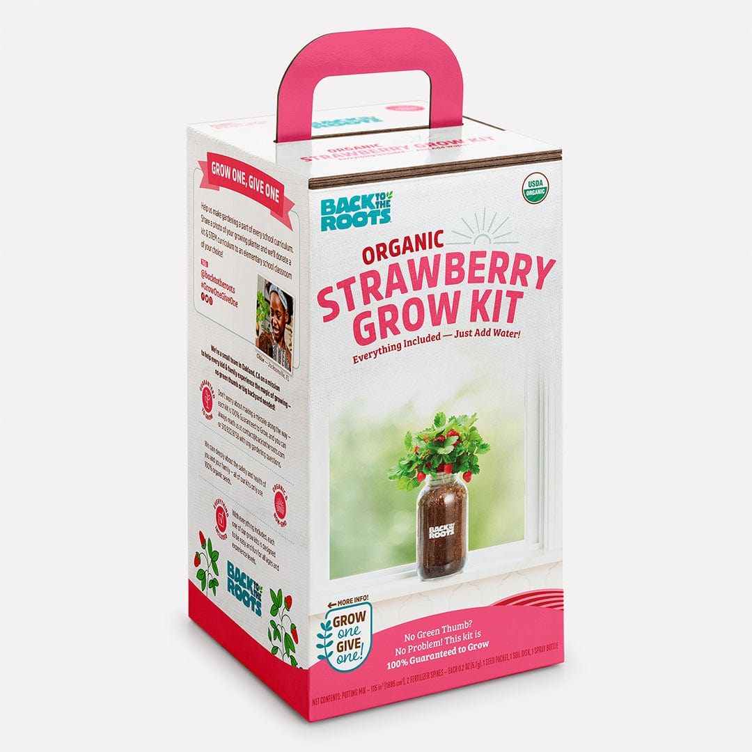 Organic Strawberry Windowsill Grow Kit 🍓 – Back to the Roots