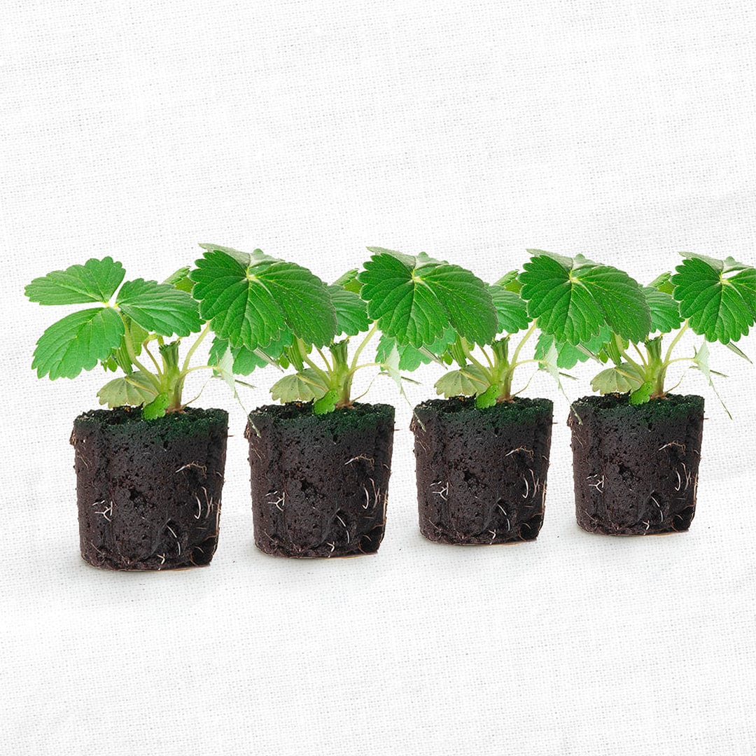 The Back to the Roots 4 Pack of Pre-Grown Strawberry Seedlings features four vibrant strawberry plants in individual soil blocks, making it easy to start growing fresh berries right on your windowsill.
