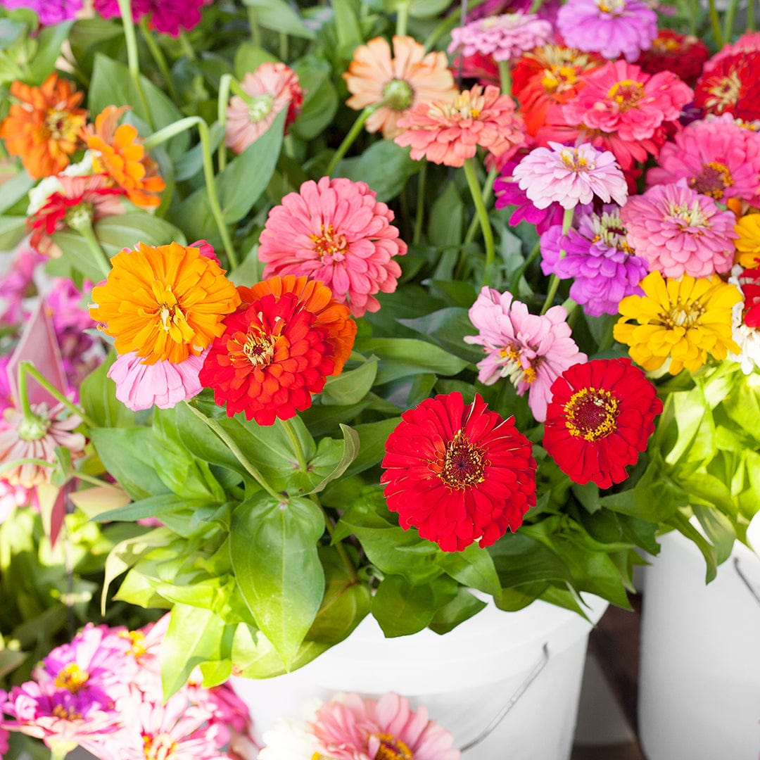 Bright multicolored zinnia flowers in shades of red, pink, orange, yellow, and purple with lush green leaves. - Organic Zinnia Seeds — 'California Giants' - Default Title - Back to the Roots