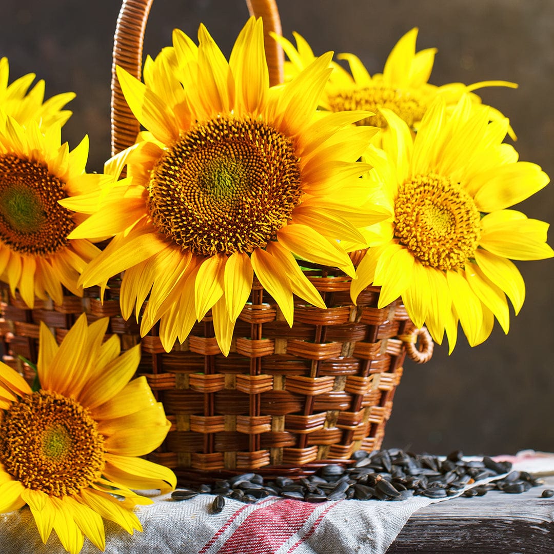 Bright yellow Lemon Queen sunflower blooms arranged in a woven basket with scattered black sunflower seeds. - Organic Sunflower Seeds — 'Lemon Queen' - Default Title - Back to the Roots