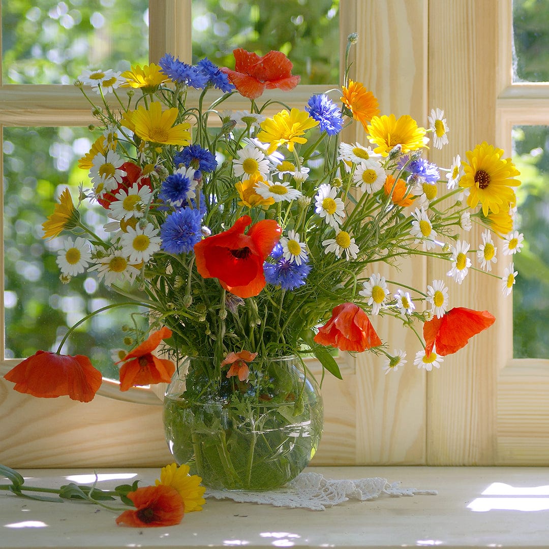 Vibrant wildflower bouquet in glass vase featuring red poppies, yellow daisies, white blooms, and blue cornflowers on a. - Organic Wildflower Seeds — 'Rainbow Blooms' - Default Title - Back to the Roots