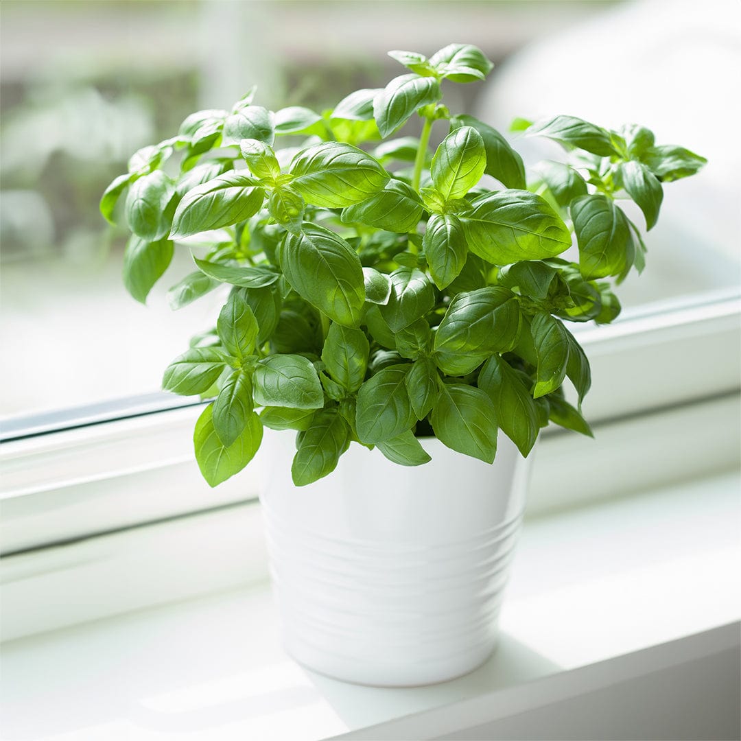 Lush green Genovese basil plant with vibrant leaves in a white ceramic pot on a windowsill. - Organic Basil Seeds — 'Genovese' - Default Title - Back to the Roots