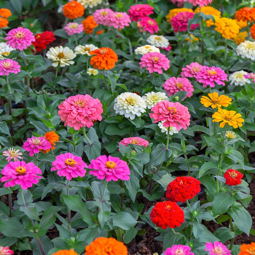 Vibrant organic zinnia flowers in pink, white, orange, red, and yellow with lush green foliage. - Organic Zinnia Seeds — 'Cut and Come Again' - Default Title - Back to the Roots