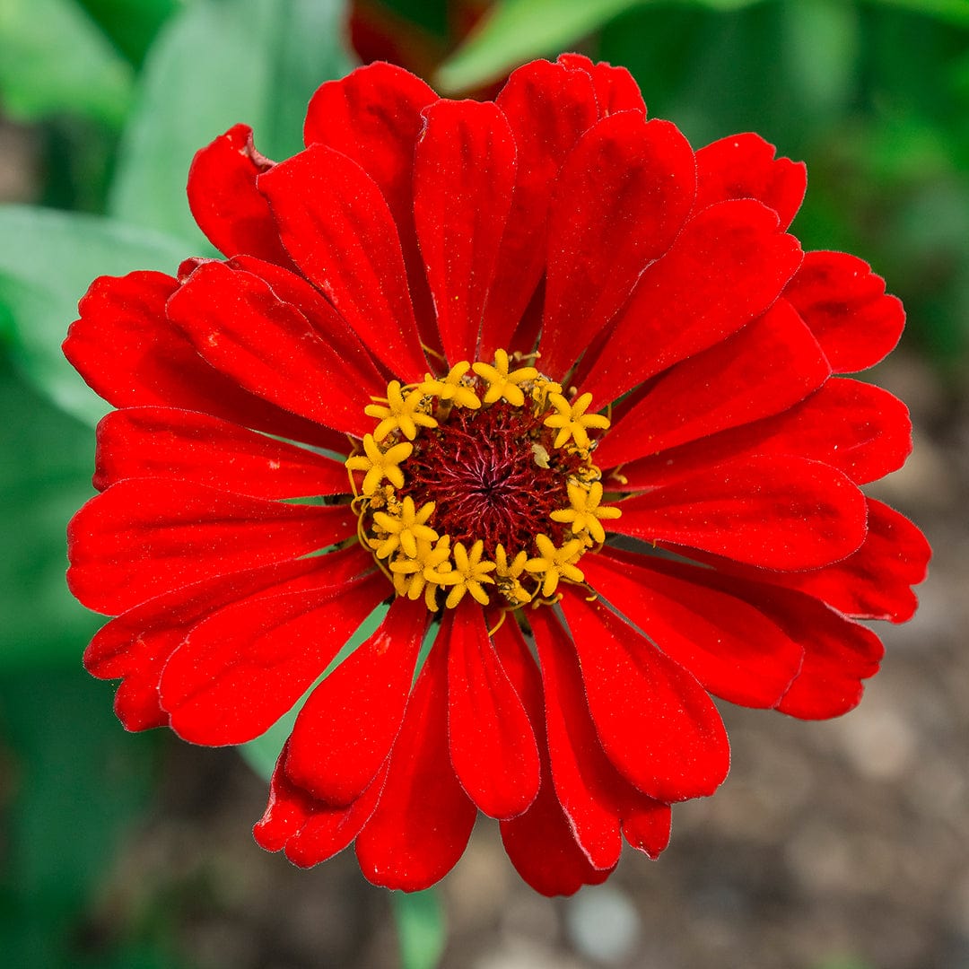 Bright red Zinnia flower with layered petals and yellow center against green foliage background. - Organic Zinnia Seeds — 'Red Beauty' - Default Title - Back to the Roots