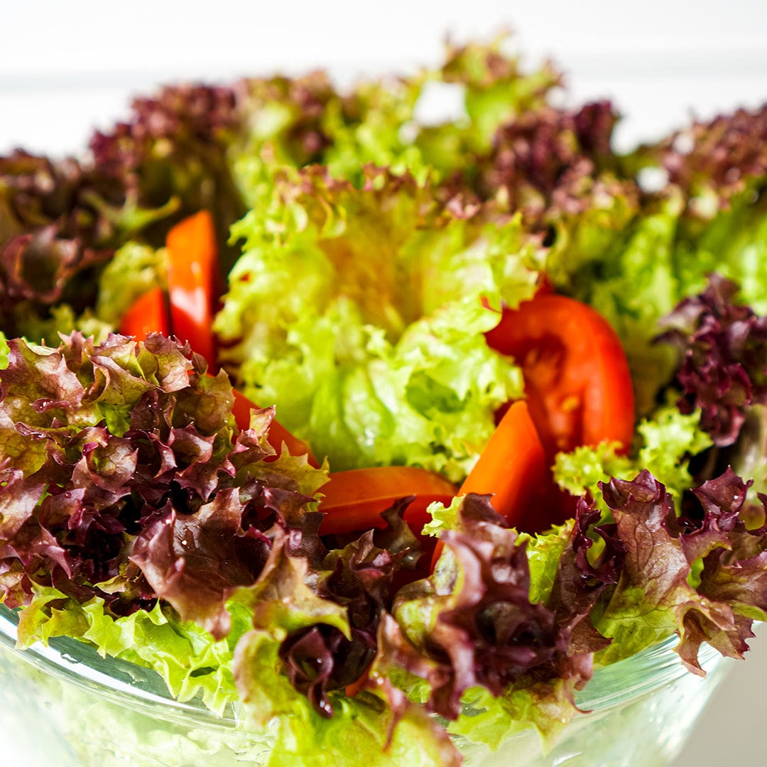 Glass bowl filled with fresh red oak leaf lettuce and red bell pepper slices. - Organic Lettuce Seeds — 'Red Oak Leaf' - Default Title - Back to the Roots