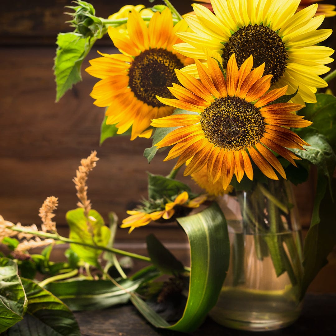 Bright yellow sunflower blooms with dark centers arranged in a glass jar against a wooden background. - Organic Sunflower Seeds — 'Autumn Beauty' - Default Title - Back to the Roots