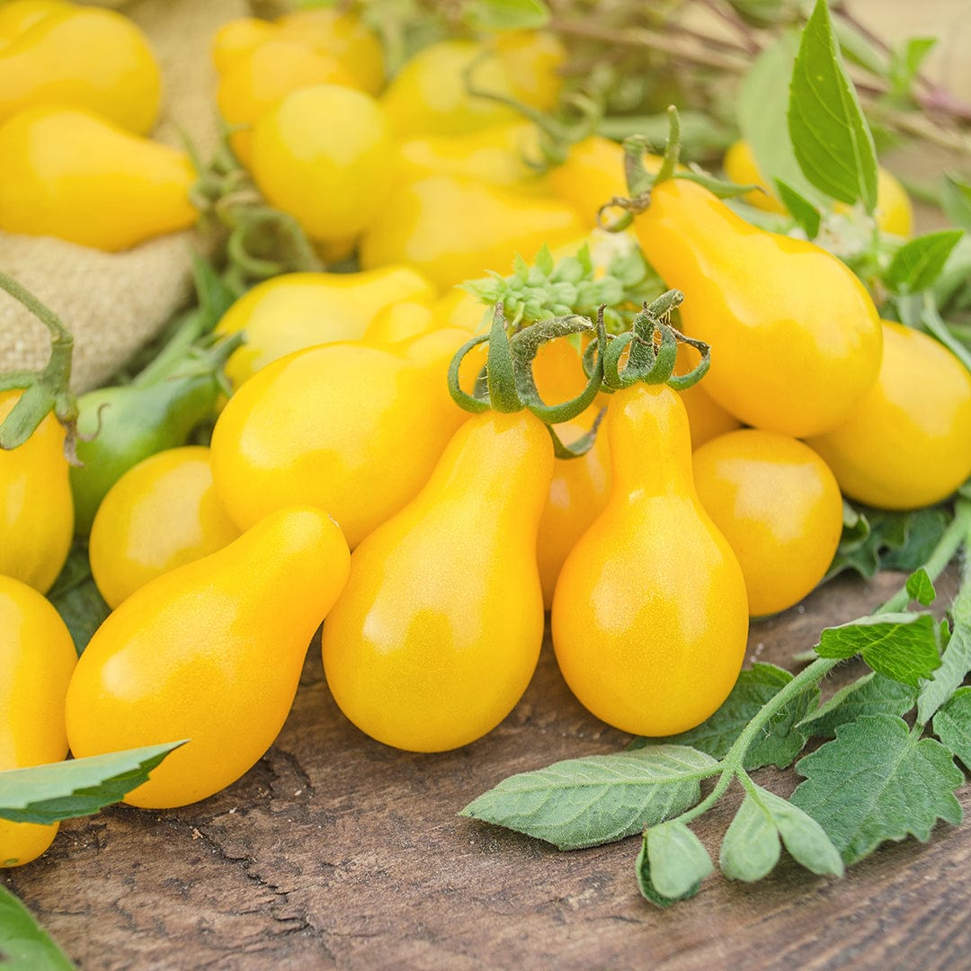 Cluster of bright yellow pear-shaped organic tomatoes with green stems on rustic wood background. - Organic Tomato Seeds — 'Yellow Pear' - Default Title - Back to the Roots
