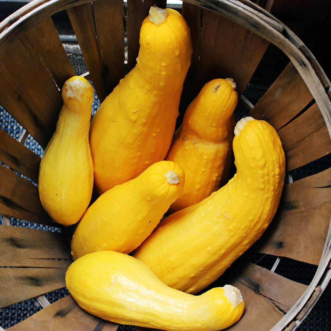 Five bright yellow crookneck squash with bumpy skin inside a wooden basket. - Organic Squash Seeds — 'Crookneck' - Default Title - Back to the Roots