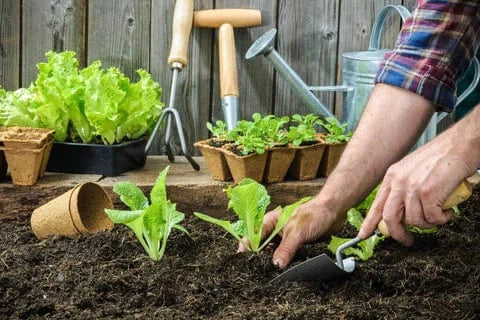 Gardener planting seedlings into soil with tools and seed trays in background