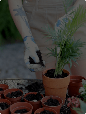 Hands in gloves potting a leafy plant into a terracotta pot, with empty pots nearby.