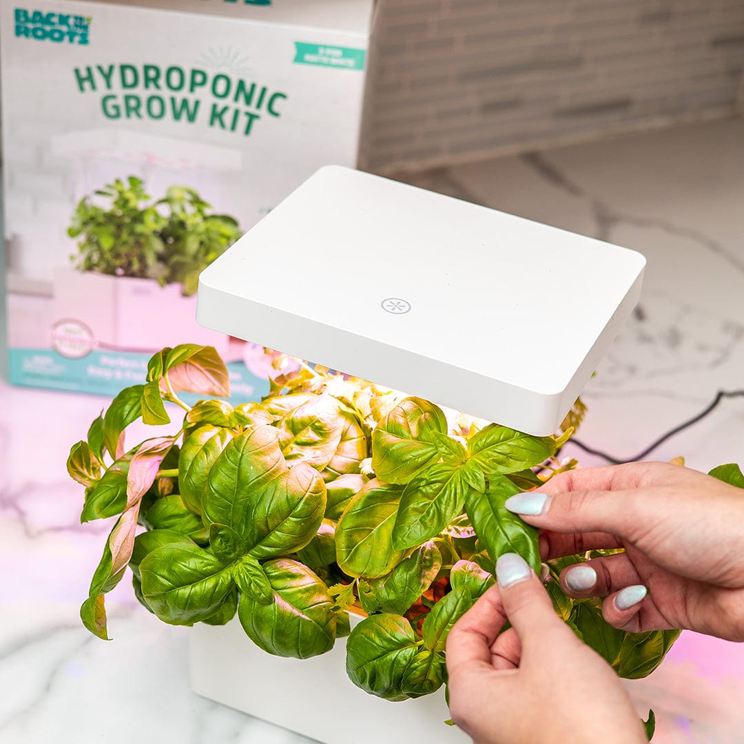 White LED indoor garden light panel over lush green basil plants with user adjusting a leaf, hydroponic grow kit box in. - Online Exclusive: Back to the Roots LED Indoor Garden - Default Title - Back to the Roots